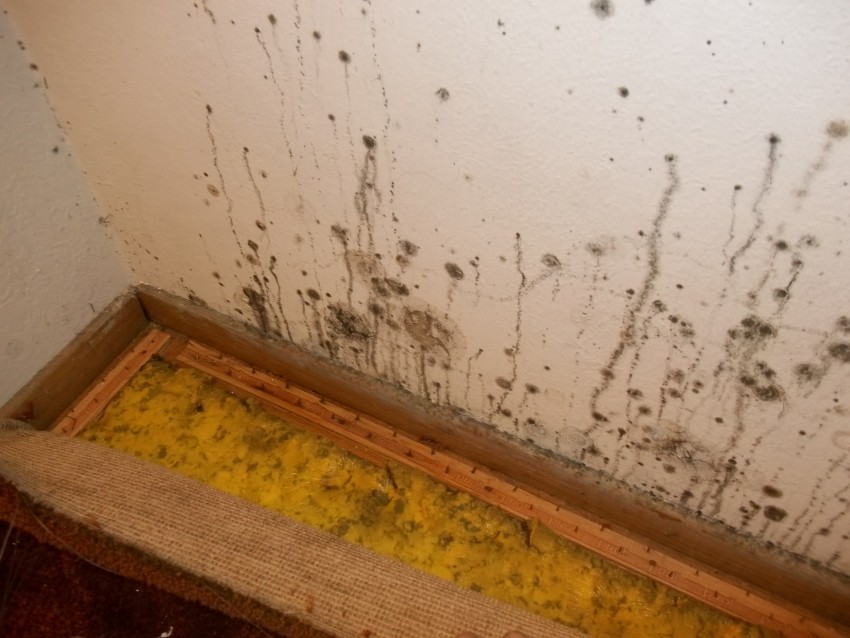 Белая плесень вид. Желтый грибок на стенах. Грибок в квартире. Плесень грибок. Грибок на стенах в квартире.